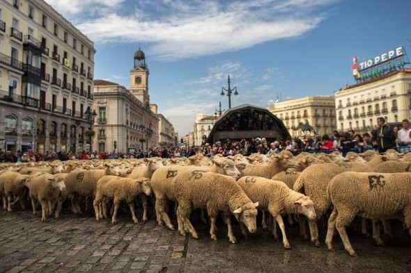 Sheep in the streets